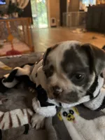 Cowie, a female French Bulldog for sale in Swanton, OH – 4 of 9
