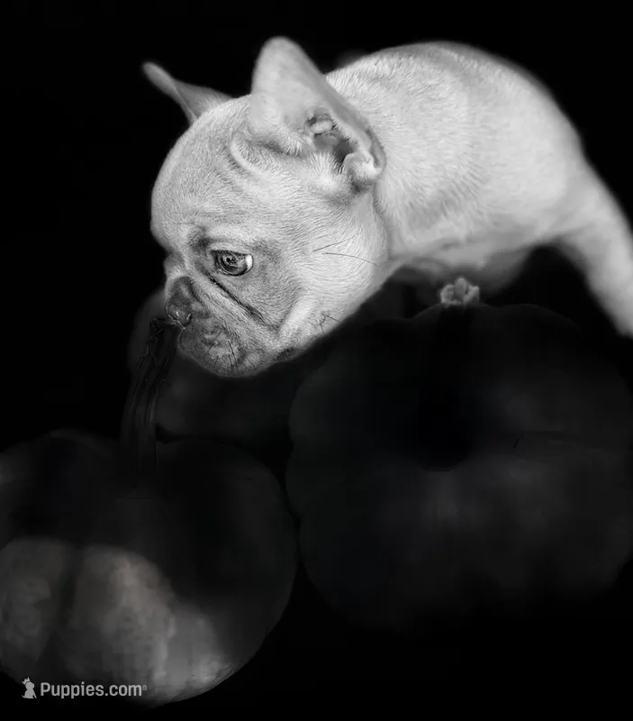 Carmel – French Bulldog puppy for sale in Swanton, OH