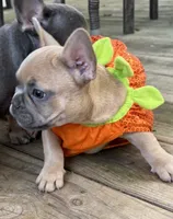 Carmel, a female French Bulldog for sale in Swanton, OH – 4 of 9