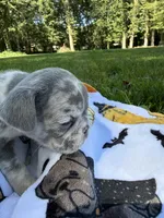 Sweet pea, a female French Bulldog for sale in Swanton, OH – 9 of 10