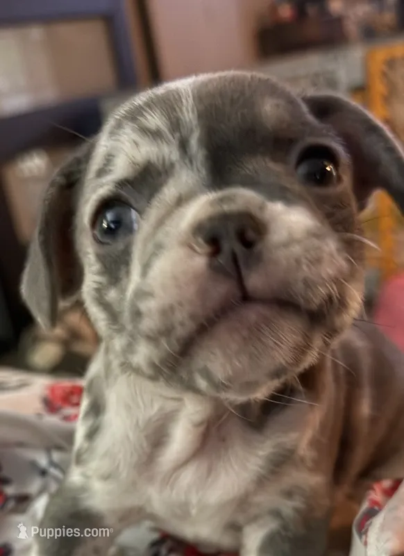 Sweet pea – French Bulldog puppy for sale in Swanton, OH