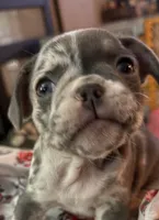 Sweet pea, a female French Bulldog for sale in Swanton, OH – 1 of 10