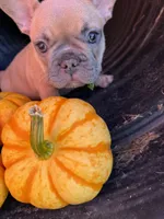 Carmel, a female French Bulldog for sale in Swanton, OH – 8 of 8
