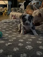 Cowie, a female French Bulldog for sale in Swanton, OH – 6 of 9
