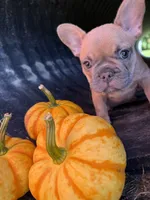 Carmel, a female French Bulldog for sale in Swanton, OH – 6 of 9