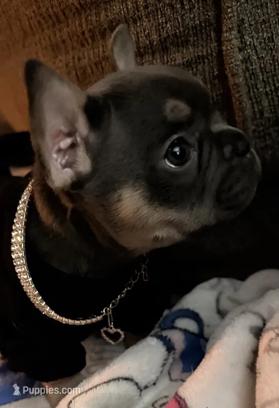 Jelly – French Bulldog puppy for sale in Swanton, OH