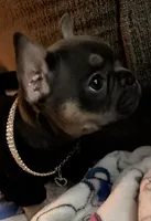 Jelly, a female French Bulldog for sale in Swanton, OH – 1 of 6