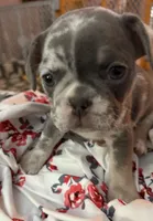 Sweet pea, a female French Bulldog for sale in Swanton, OH – 6 of 10