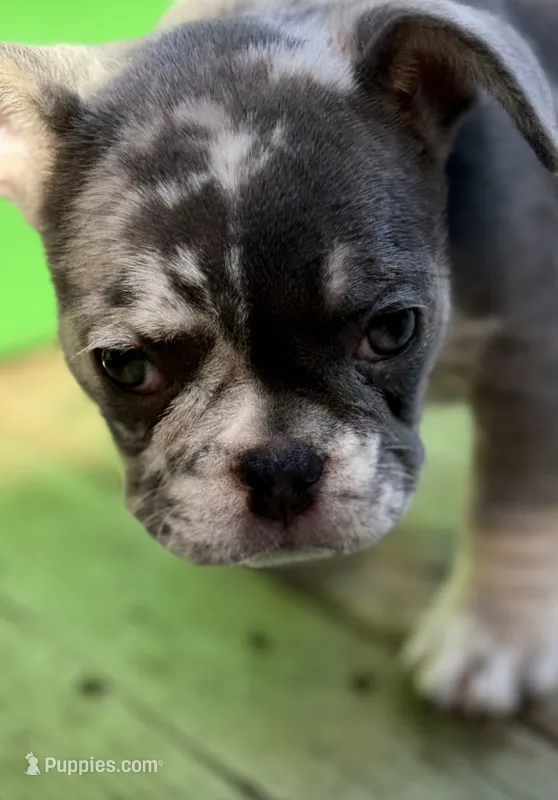 Sweet pea – French Bulldog puppy for sale in Swanton, OH