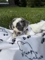 Cowie, a female French Bulldog for sale in Swanton, OH – 3 of 9