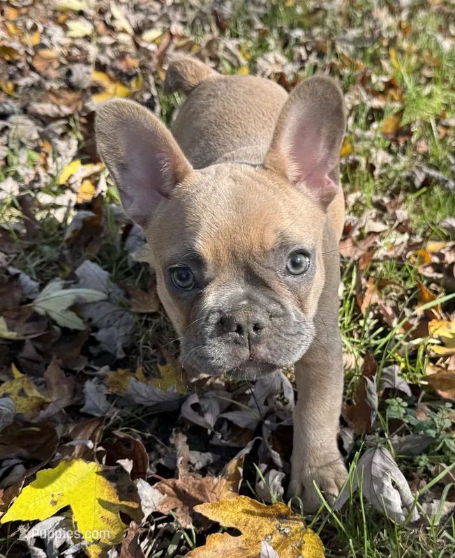 Carmel – French Bulldog puppy for sale in Swanton, OH