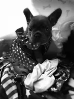 Jelly, a female French Bulldog for sale in Swanton, OH – 4 of 6