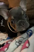 Jelly, a female French Bulldog for sale in Swanton, OH – 3 of 6