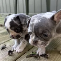 Sweet pea, a female French Bulldog for sale in Swanton, OH – 4 of 10