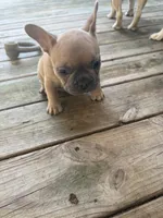 Carmel, a female French Bulldog for sale in Swanton, OH – 9 of 9