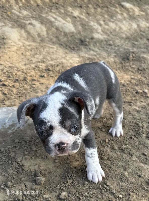 Cowie – French Bulldog puppy for sale in Swanton, OH