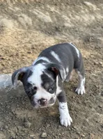 Cowie, a female French Bulldog for sale in Swanton, OH – 1 of 9