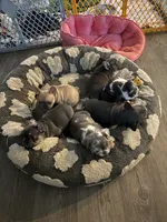 Cowie, a female French Bulldog for sale in Swanton, OH – 5 of 9