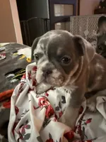 Sweet pea, a female French Bulldog for sale in Swanton, OH – 3 of 10