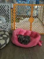 Jelly, a female French Bulldog for sale in Swanton, OH – 5 of 6