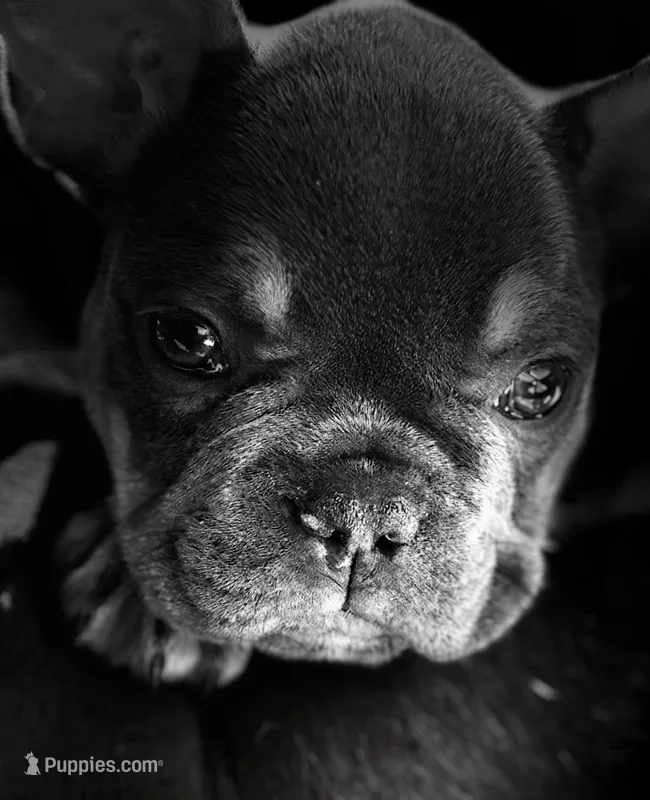 Jelly – French Bulldog puppy for sale in Swanton, OH