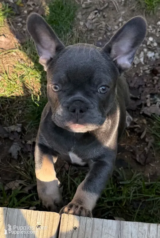 Jelly – French Bulldog puppy for sale in Swanton, OH
