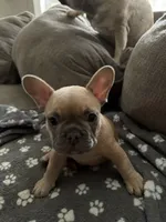 Carmel, a female French Bulldog for sale in Swanton, OH – 4 of 8