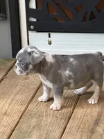 Sweet pea, a female French Bulldog for sale in Swanton, OH – 8 of 10
