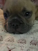 Carmel, a female French Bulldog for sale in Swanton, OH – 3 of 9