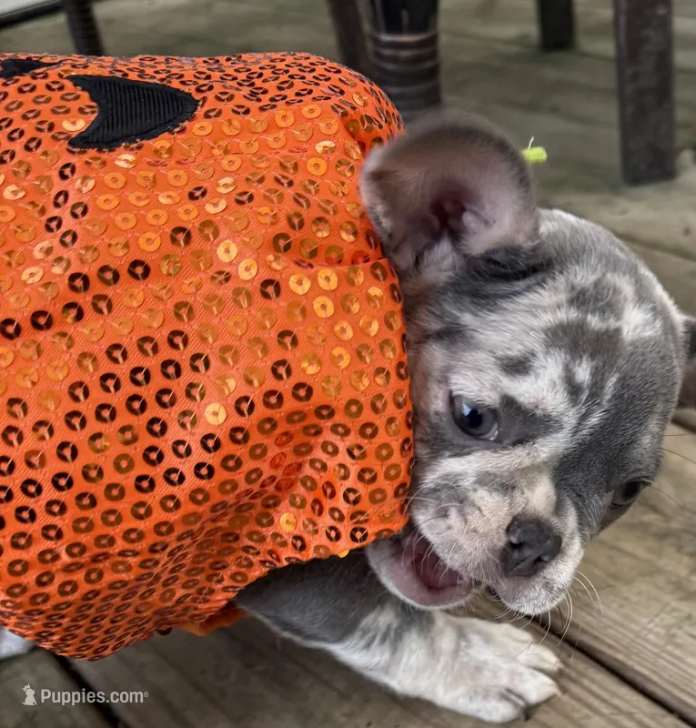 Sweet pea – French Bulldog puppy for sale in Swanton, OH