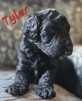 Tyler, a male Goldendoodle for sale in Kansas City, MO – Photo 1 of 9