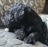 Tyler, a male Goldendoodle for sale in Kansas City, MO – Photo 8 of 9