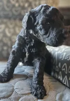 Tyler, a male Goldendoodle for sale in Kansas City, MO – Photo 2 of 9