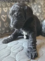 Tyler, a male Goldendoodle for sale in Kansas City, MO – Photo 9 of 9
