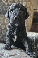 Tyler, a male Goldendoodle for sale in Kansas City, MO – Photo 6 of 9