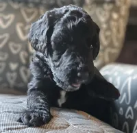 Tyler, a male Goldendoodle for sale in Kansas City, MO – Photo 3 of 9