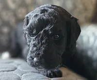 Tyler, a male Goldendoodle for sale in Kansas City, MO – Photo 4 of 9