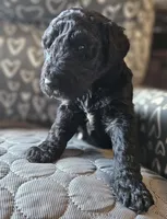 Tyler, a male Goldendoodle for sale in Kansas City, MO – Photo 5 of 9