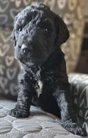 Tyler, a male Goldendoodle for sale in Kansas City, MO – Photo 7 of 9