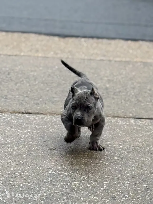 Ice – American Bully puppy for sale in Woodbridge, VA