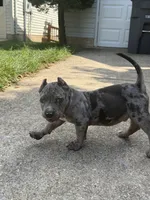 Ice, a male American Bully for sale in Woodbridge, VA – 10 of 10