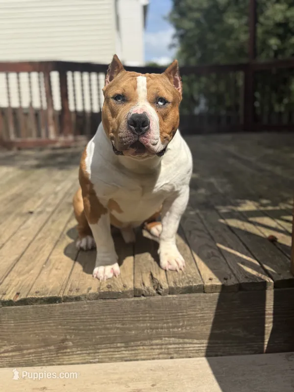 Champ – American Bully puppy for sale in Woodbridge, VA