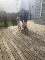 Champ, a male American Bully for sale in Woodbridge, VA – 7 of 7