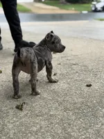 Ice, a male American Bully for sale in Woodbridge, VA – 5 of 10