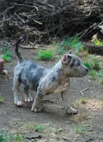 Ice, a male American Bully for sale in Woodbridge, VA – 4 of 10