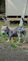Ice, a male American Bully for sale in Woodbridge, VA – 6 of 10