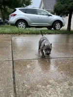 Ice, a male American Bully for sale in Woodbridge, VA – 9 of 10