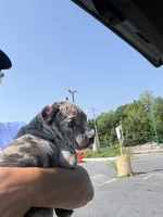 Ice, a male American Bully for sale in Woodbridge, VA – 3 of 10