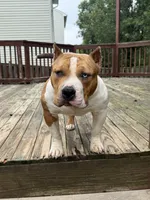 Champ, a male American Bully for sale in Woodbridge, VA – 2 of 7