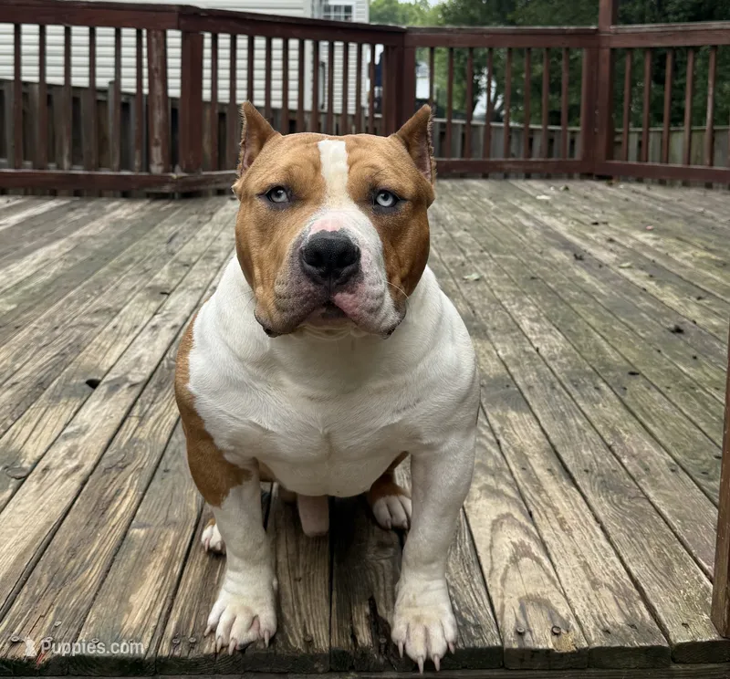 Champ – American Bully puppy for sale in Woodbridge, VA